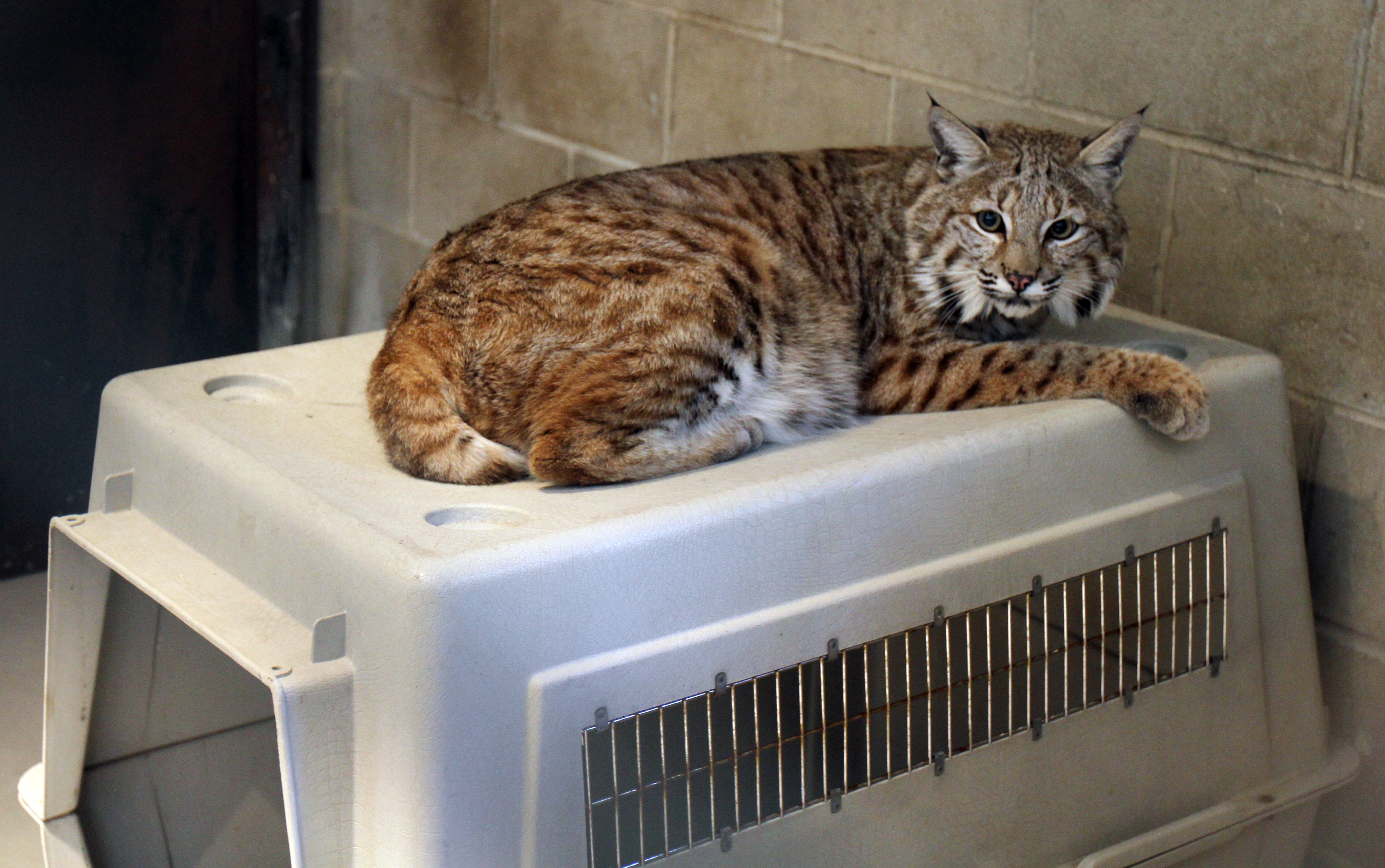 bobcat mixed with house cat